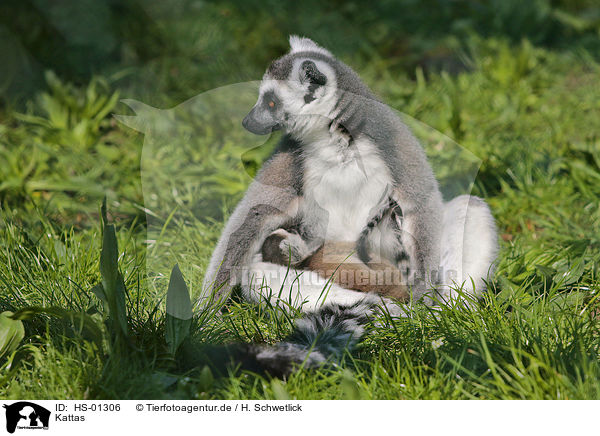 Kattas / Ring-tailed Lemurs / HS-01306