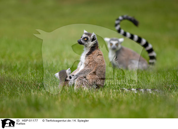 Kattas / Ring-tailed Lemurs / HSP-01177