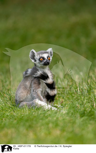 Katta / Ring-tailed Lemur / HSP-01178