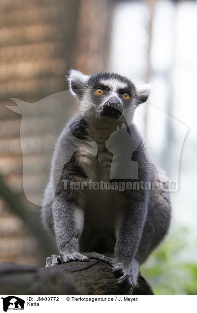 Katta / ring-tailed lemur / JM-03772