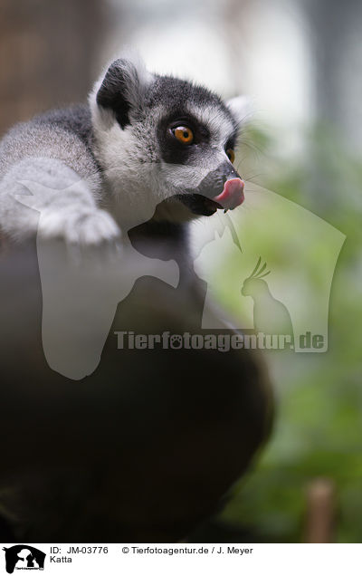 Katta / ring-tailed lemur / JM-03776