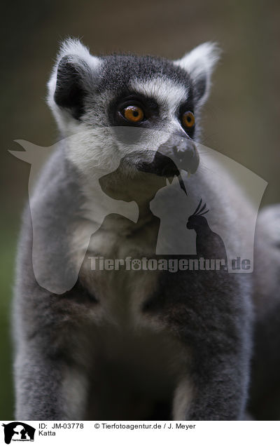 Katta / ring-tailed lemur / JM-03778