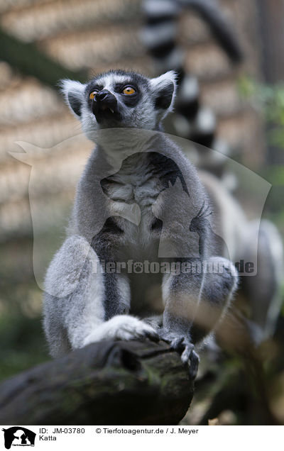 Katta / ring-tailed lemur / JM-03780