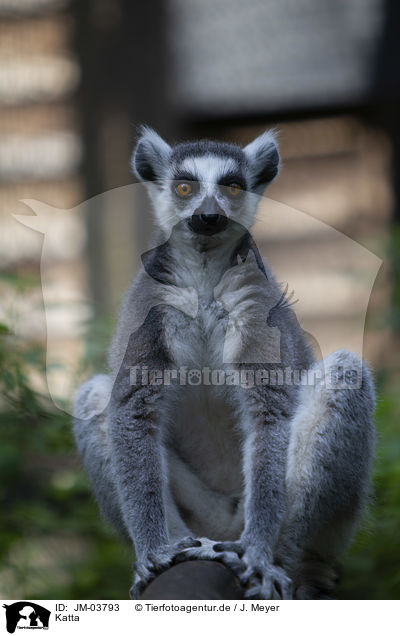 Katta / ring-tailed lemur / JM-03793