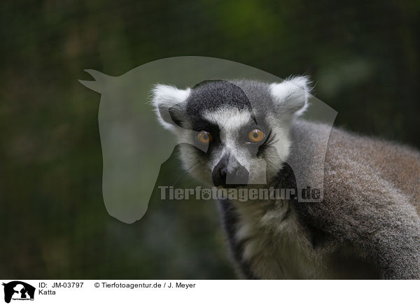 Katta / ring-tailed lemur / JM-03797