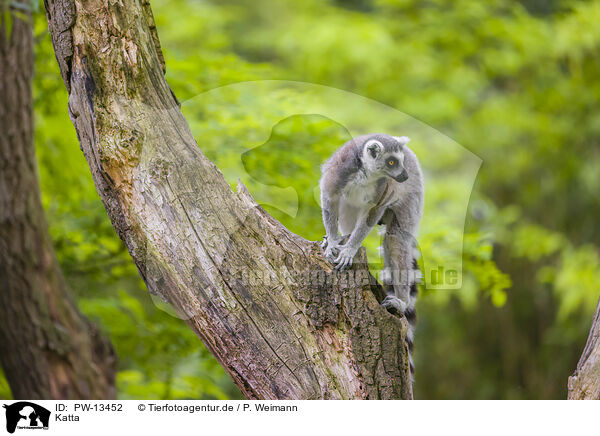 Katta / ring-tailed lemur / PW-13452