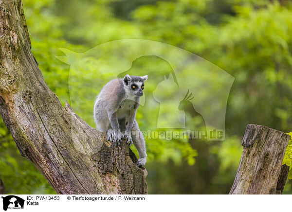 Katta / ring-tailed lemur / PW-13453