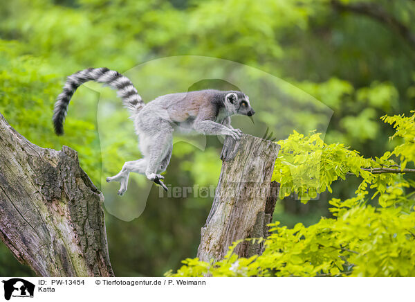 Katta / ring-tailed lemur / PW-13454