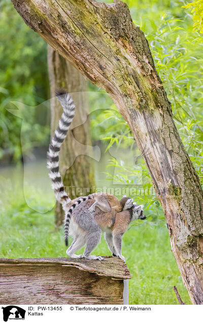 Kattas / ring-tailed lemurs / PW-13455
