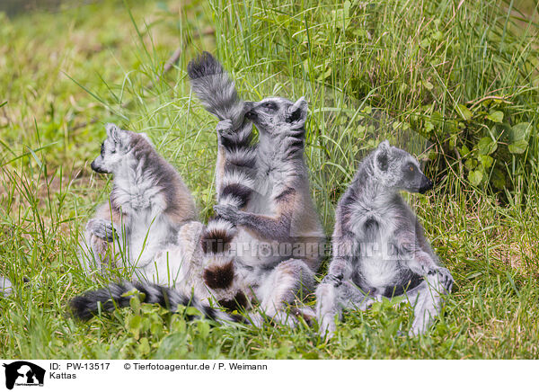 Kattas / ring-tailed lemurs / PW-13517