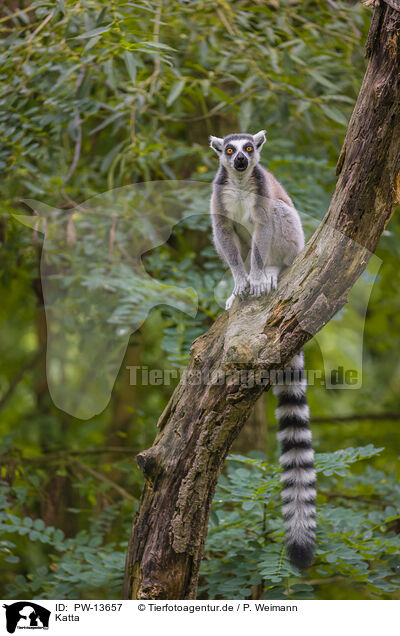 Katta / ring-tailed lemur / PW-13657
