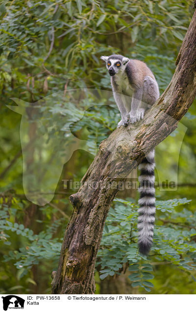 Katta / ring-tailed lemur / PW-13658
