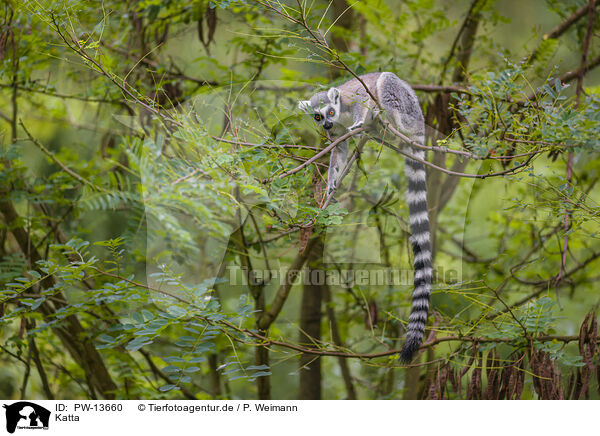 Katta / ring-tailed lemur / PW-13660
