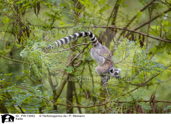 Katta / ring-tailed lemur / PW-13662