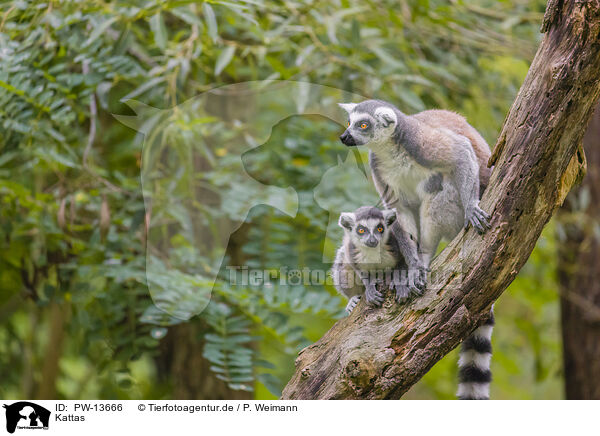 Kattas / ring-tailed lemurs / PW-13666