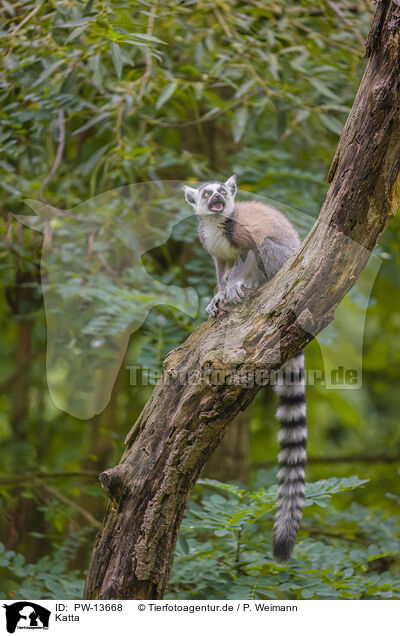 Katta / ring-tailed lemur / PW-13668