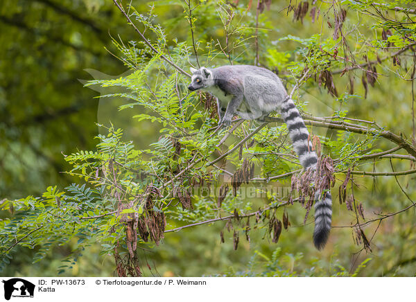 Katta / ring-tailed lemur / PW-13673