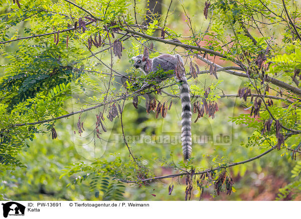 Katta / ring-tailed lemur / PW-13691