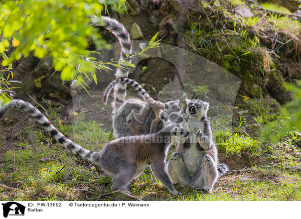 Kattas / ring-tailed lemurs / PW-13692