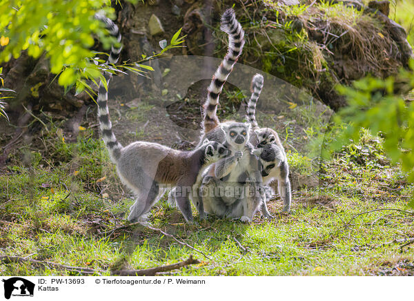Kattas / ring-tailed lemurs / PW-13693
