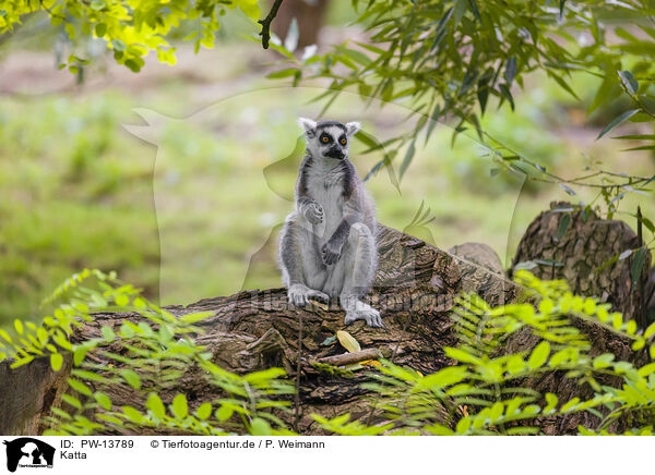 Katta / ring-tailed lemur / PW-13789