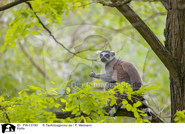 Katta / ring-tailed lemur / PW-13790
