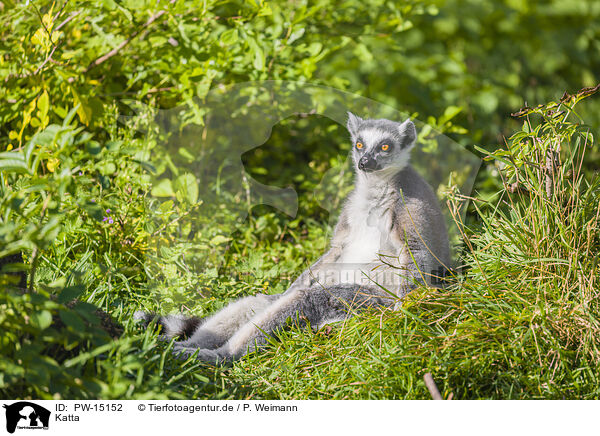 Katta / ring-tailed lemur / PW-15152