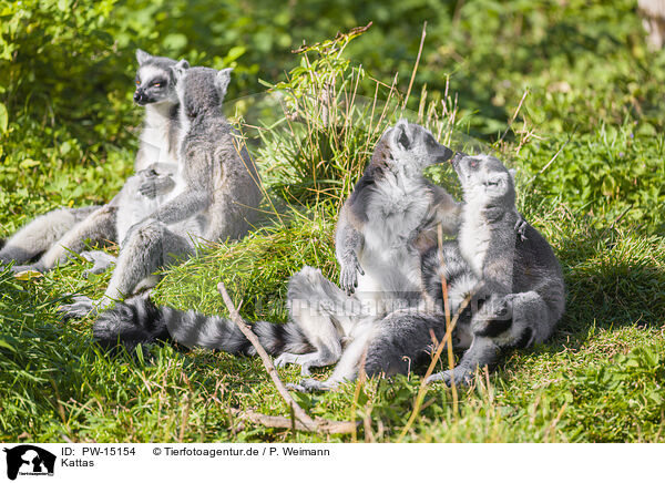 Kattas / ring-tailed lemurs / PW-15154