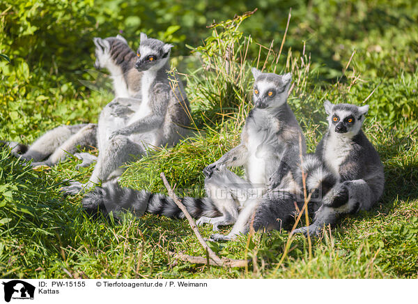 Kattas / ring-tailed lemurs / PW-15155