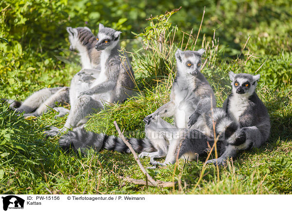 Kattas / ring-tailed lemurs / PW-15156