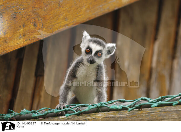 Katta / ring-tailed lemur / HL-03237
