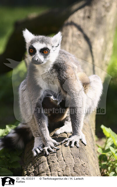 Kattas / ring-tailed lemurs / HL-03331