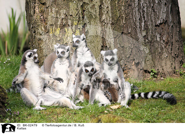 Kattas / ring-tailed Lemurs / BK-02479