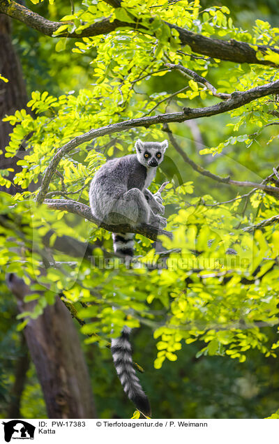 Katta / ring-tailed lemur / PW-17383
