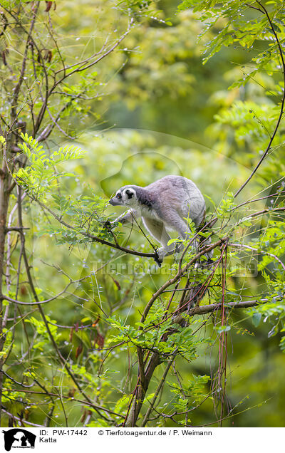 Katta / ring-tailed lemur / PW-17442