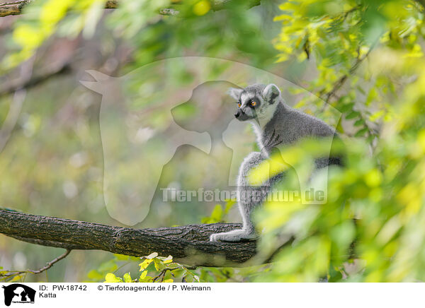 Katta / ring-tailed lemur / PW-18742