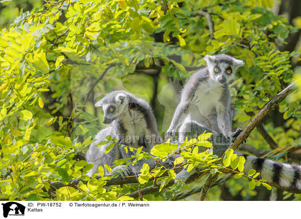 Kattas / ring-tailed lemurs / PW-18752