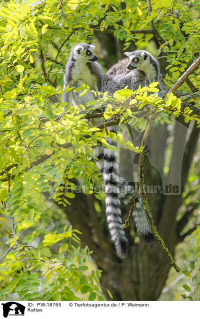 Kattas / ring-tailed lemurs / PW-18765