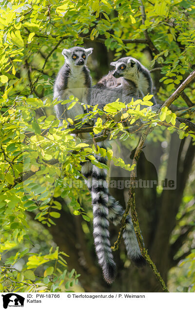 Kattas / ring-tailed lemurs / PW-18766