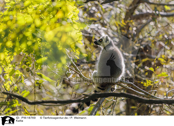 Katta / ring-tailed lemur / PW-18769