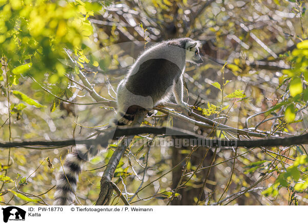 Katta / ring-tailed lemur / PW-18770