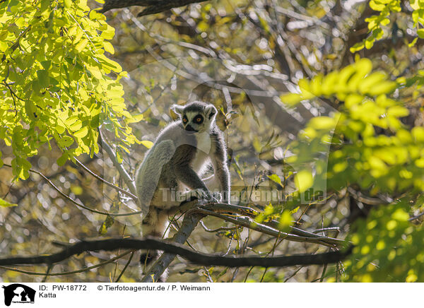 Katta / ring-tailed lemur / PW-18772