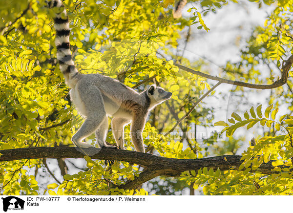 Katta / ring-tailed lemur / PW-18777