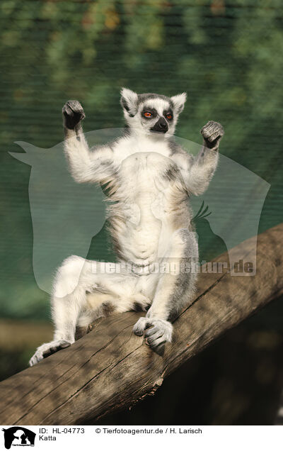 Katta / catta / HL-04773