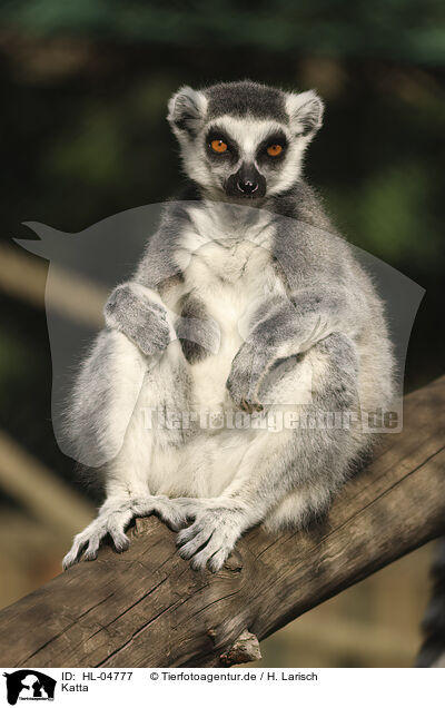 Katta / catta / HL-04777