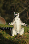 Katta