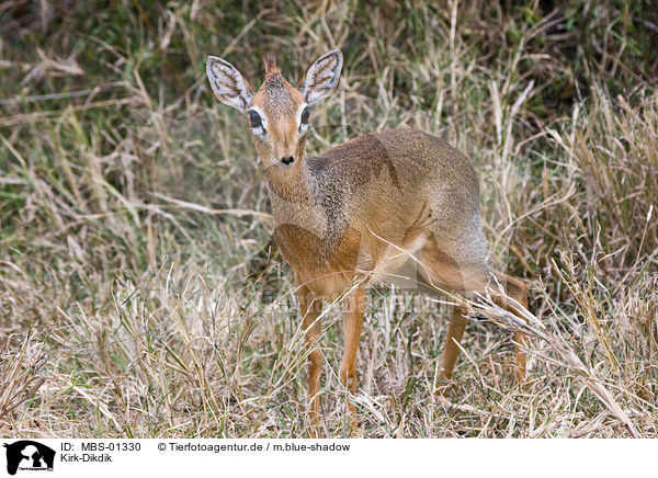 Kirk-Dikdik / MBS-01330