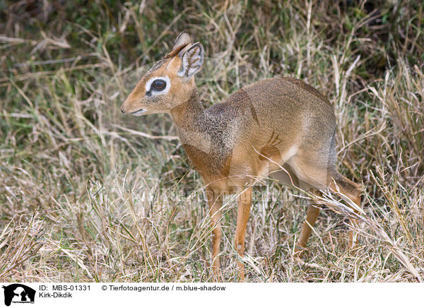 Kirk-Dikdik / MBS-01331