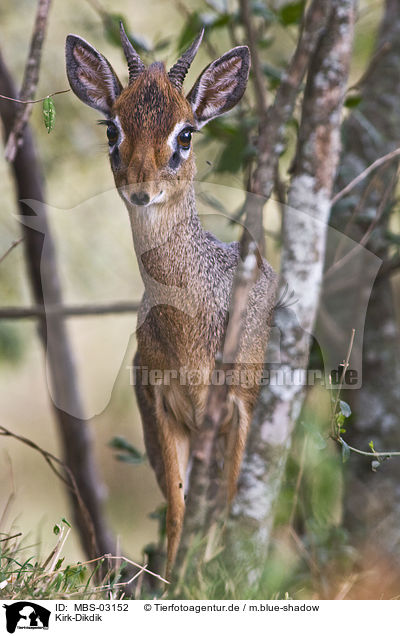 Kirk-Dikdik / MBS-03152