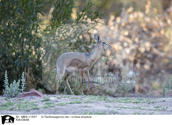 Kirk-Dikdik / Kirk's dik-dik / MBS-11547